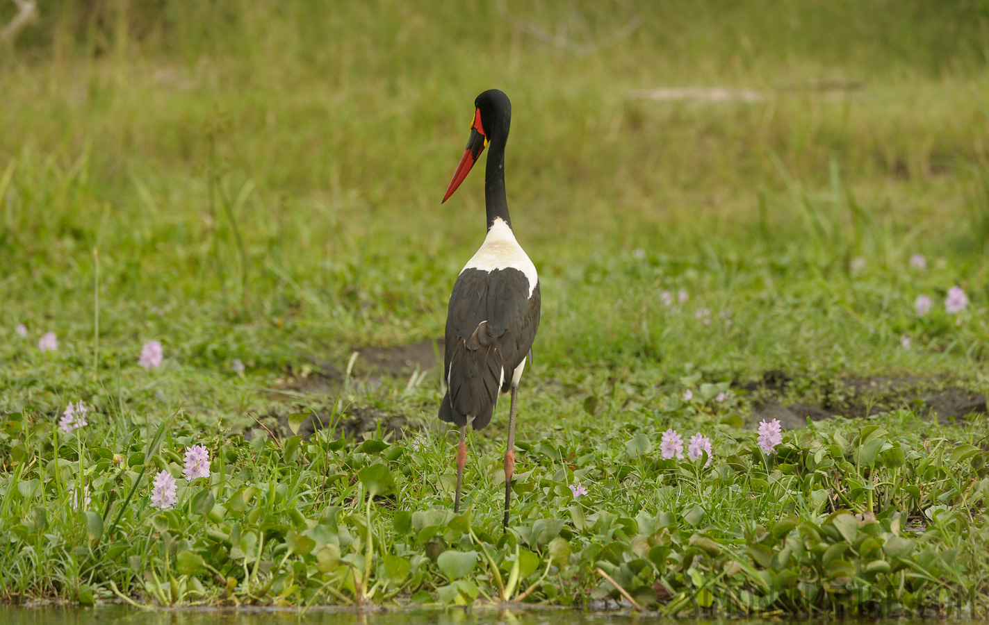 Ephippiorhynchus senegalensis [400 mm, 1/800 sec at f / 7.1, ISO 800]